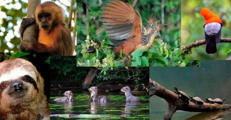From Tambopata: Living Jungle 3d/2n - Experience Highlights