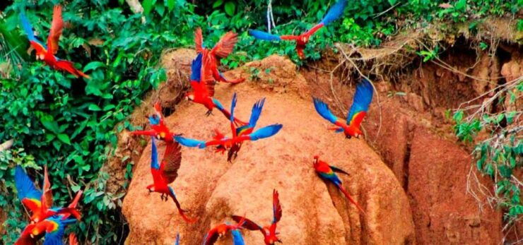 From Tambopata: Parrots and Macaws Clay Lick - Activity Details