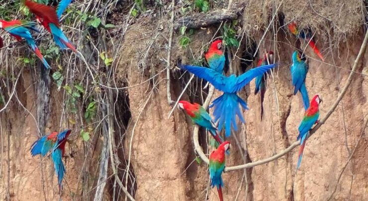 From Tambopata: Parrots and Macaws Clay Lick - Bird Species