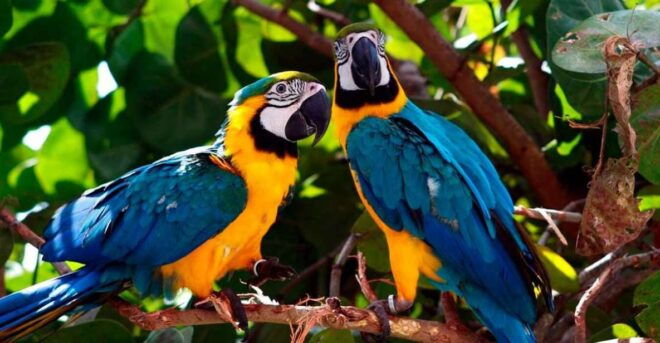 From Tambopata: Parrots and Macaws Clay Lick - Natural Phenomenon