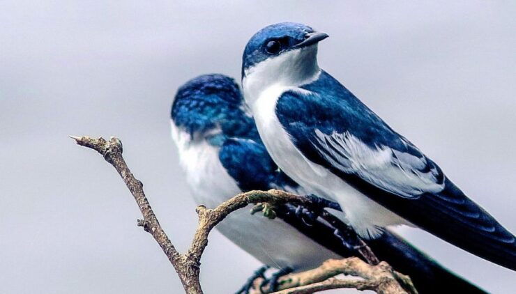 From Tambopata Photography Tour - 8 Days - Tour Duration