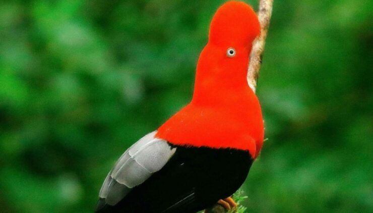 From Tambopata Photography Tour - 8 Days - Booking Details