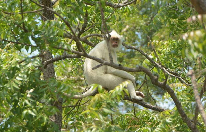 From Tangalle: All Inclusive Safari at Lunugamvehera Park - Final Thoughts