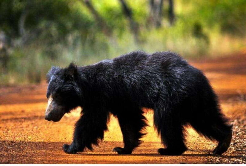 From Tangalle: All Inclusive Safari at Lunugamvehera Park - Good To Know