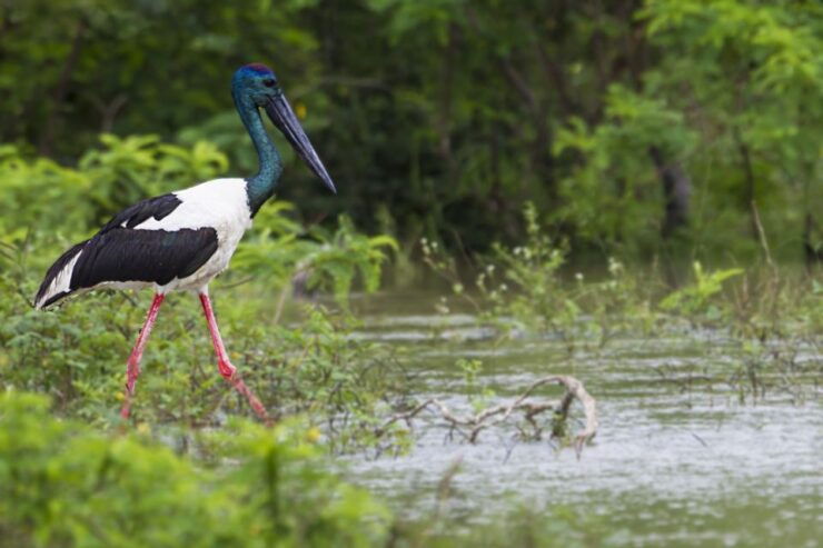 From Tangalle/Hiriketiya: Shuttle to Ella With Yala Safari - Free Cancellation and Flexible Travel Plans