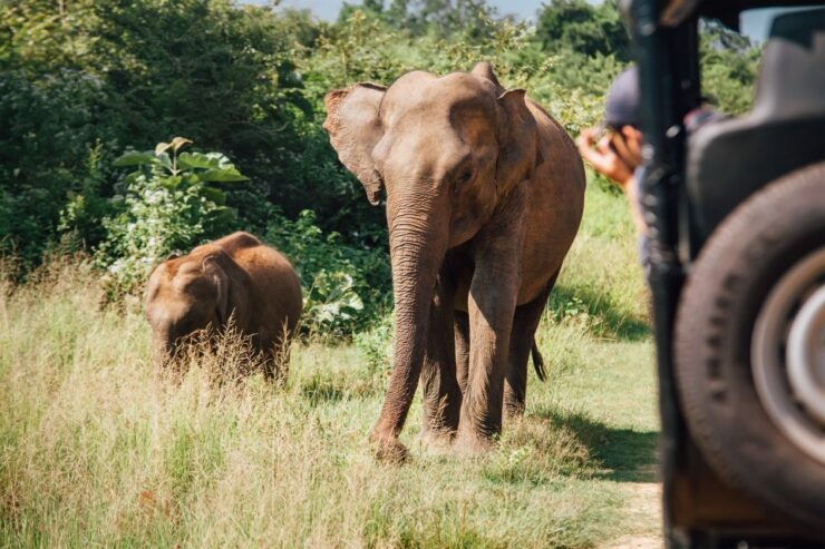 From Tangalle/Hiriketiya: Shuttle to Ella With Yala Safari - Duration, Pickup, and Live Tour Guide