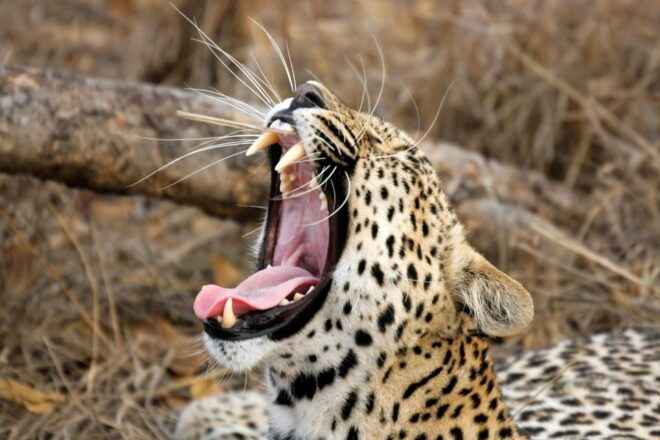 From Tangalle/Hiriketiya: Shuttle to Ella With Yala Safari - Highlights of the Yala Safari Experience