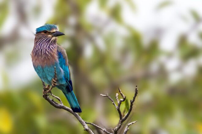 From Tangalle/Hiriketiya: Shuttle to Ella With Yala Safari - Convenient Transportation From Tangalle/Hiriketiya to Ella