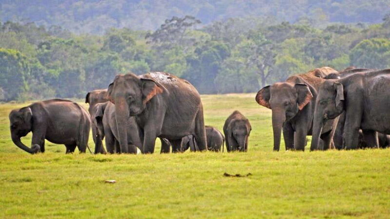 From Tangalle / Hiriketiya : Yala Safari tour & Drop - Ella - Who Is This Tour Best For?