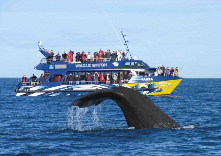 From Tangalle: Mirissa Whale Watching Tour With Breakfast - 5-Hour Tour With Live Tour Guide