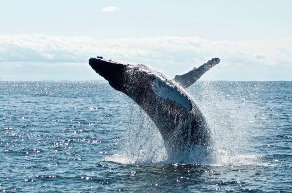 From Tangalle: Mirissa Whale Watching Tour With Breakfast - Positive Customer Reviews and Convenient Location