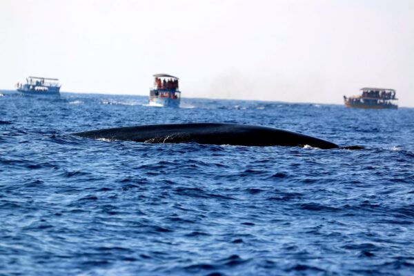 From Tangalle: Mirissa Whale Watching Tour With Breakfast - Common Questions