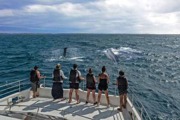 From Tangalle: Mirissa Whale Watching Tour With Breakfast - The Sum Up