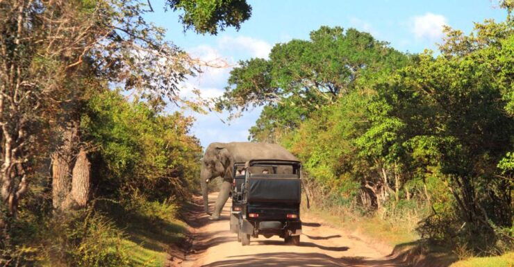 From Tangalle: Shuttle to Nuwara Eliya With Udawalawe Safari - Experience Highlights