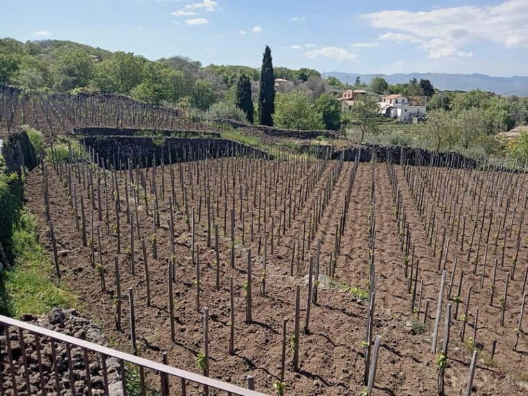 From Taormina: Etna Walking Tour and Wine Tasting in Winery - Who Will Appreciate This Tour?
