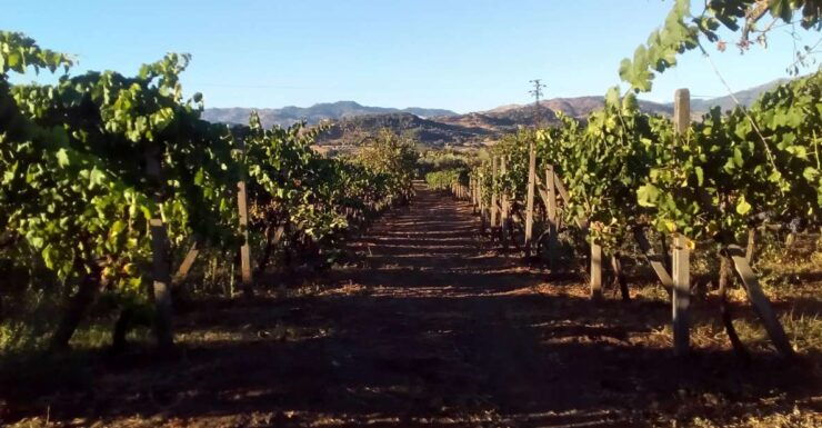 From Taormina: Etna Wineries Small Group Tour - Experience Highlights
