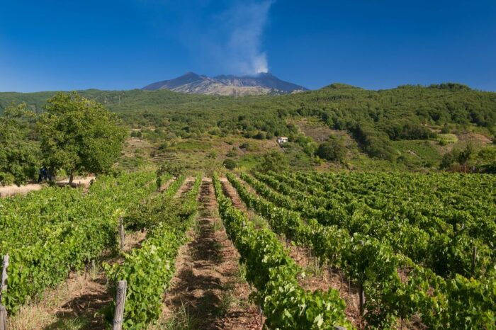 From Taormina: Private 3 Etna Wineries with Food & Wine - Final Thoughts