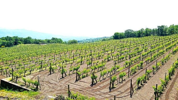 From Taormina Small Group Etna Walking and Wine/Food Tasting - Tour Details