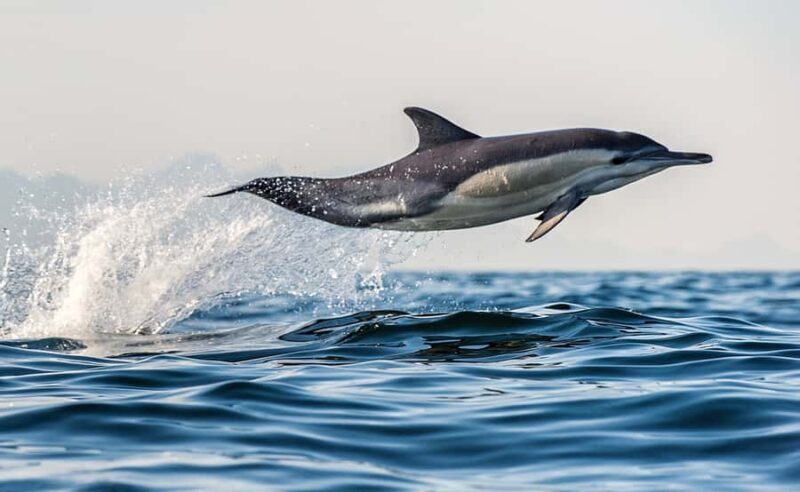 From Tauranga: Dolphin and Wildlife Cruise - Potential Considerations