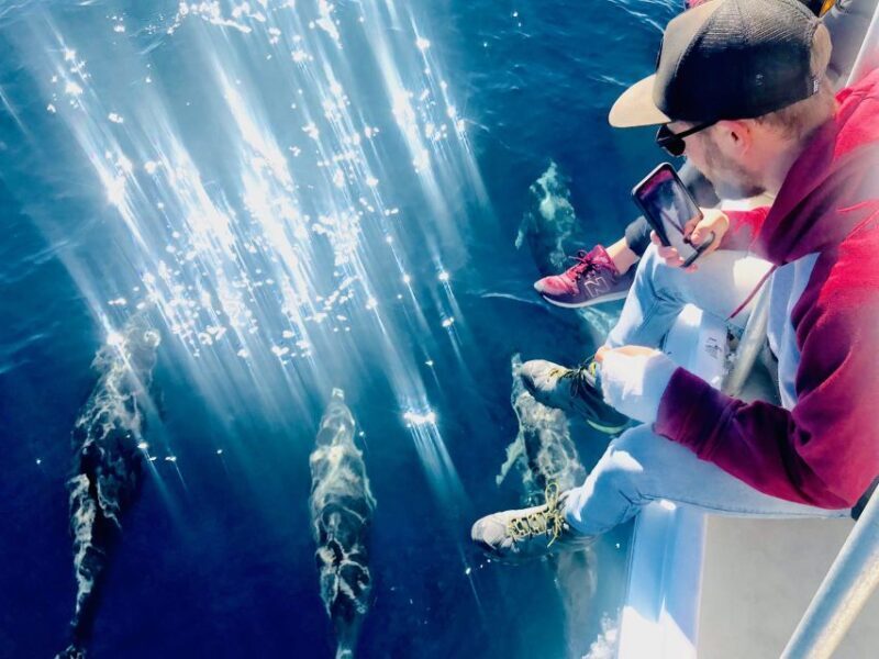 From Tauranga: Dolphin and Wildlife Cruise - Final Thoughts: Who Is This Tour Perfect For?