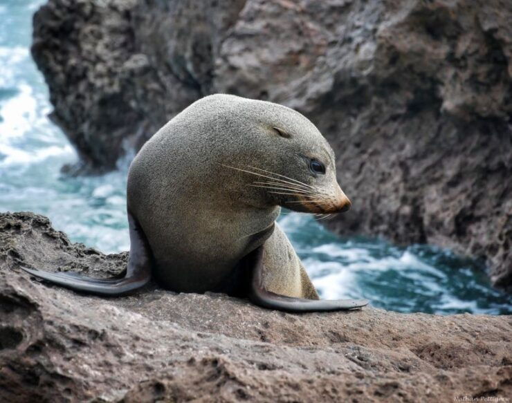 From Tauranga: Dolphin and Wildlife Cruise - Experience