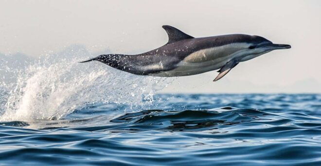 From Tauranga: Dolphin and Wildlife Cruise - Full Description