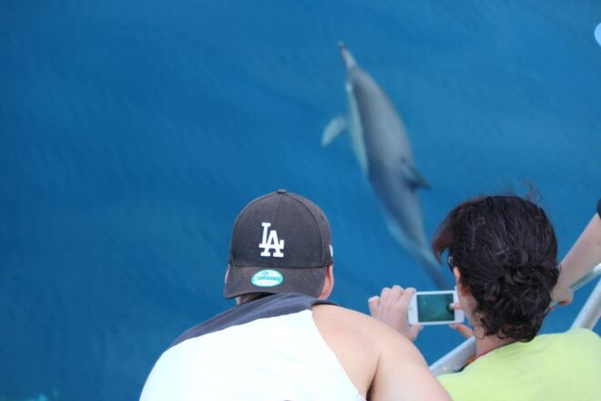 From Tauranga: Dolphin and Wildlife Cruise - Important Information