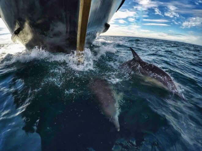 From Tauranga: Dolphin and Wildlife Cruise - Similar Activities
