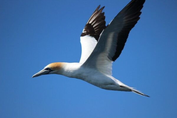 From Tauranga: Dolphin and Wildlife Cruise - Reservation and Payment