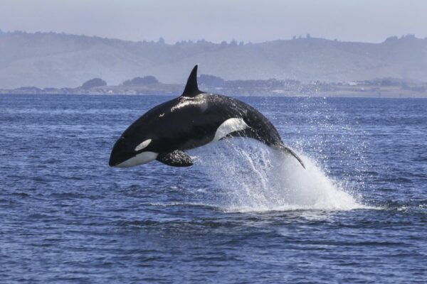From Tauranga: Dolphin and Wildlife Cruise - Departure Location and Time