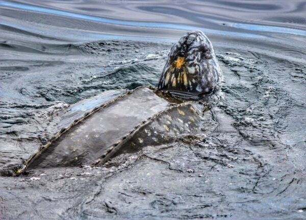 From Tauranga: Dolphin and Wildlife Cruise - Common Questions