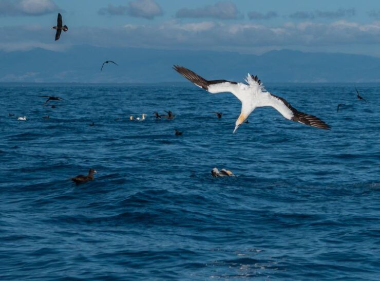 From Tauranga: Half Day Swimming With Dolphins Tour - Activity Details