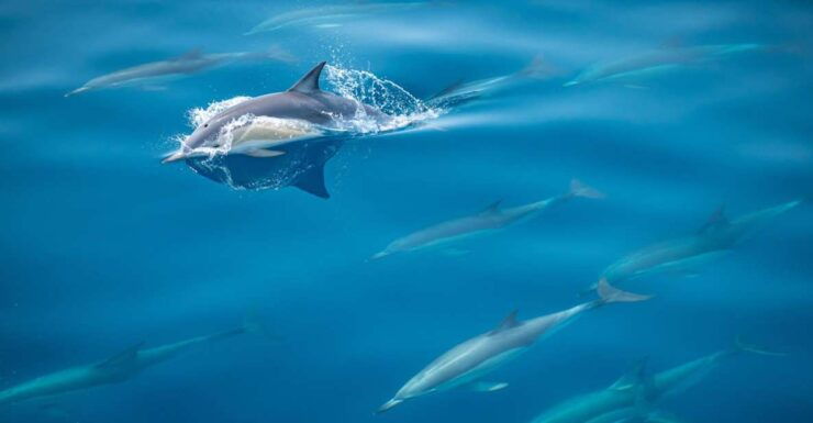 From Tauranga: Half Day Swimming With Dolphins Tour - Experience