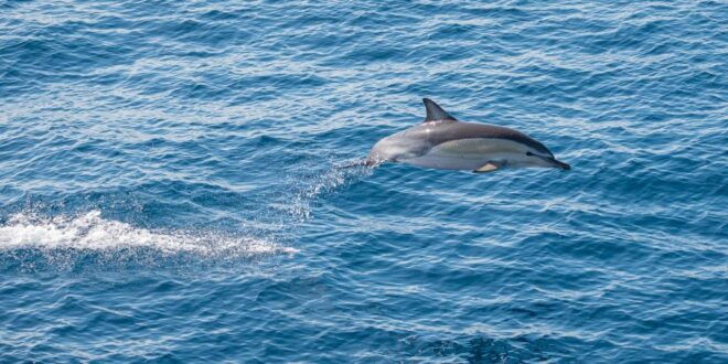 From Tauranga: Half Day Swimming With Dolphins Tour - Similar Water Activities