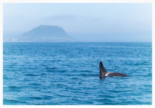 From Tauranga: Half Day Swimming With Dolphins Tour - Customer Reviews
