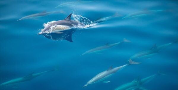 From Tauranga: Half Day Swimming With Dolphins Tour - Common Questions