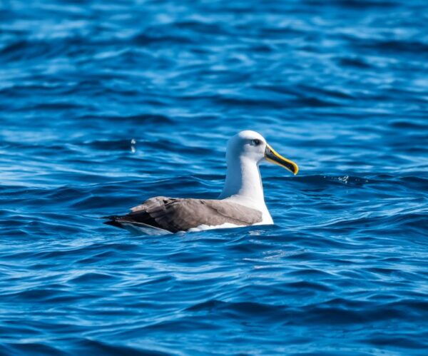 From Tauranga: Half Day Swimming With Dolphins Tour - The Sum Up
