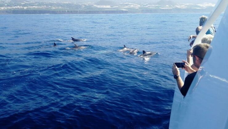 From Tazacorte: Fast Yacht Tour of La Palma - Activity Details