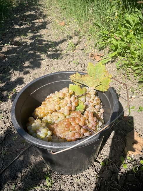 From Tbilisi: Kakheti Day Trip with Wine Tasting - Final Thoughts: Who Will Love This Tour?