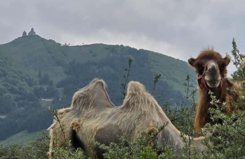 From Tbilisi: Kazbegi Private Tour with 4x4 and Waterfalls - Who Will Love This Tour?