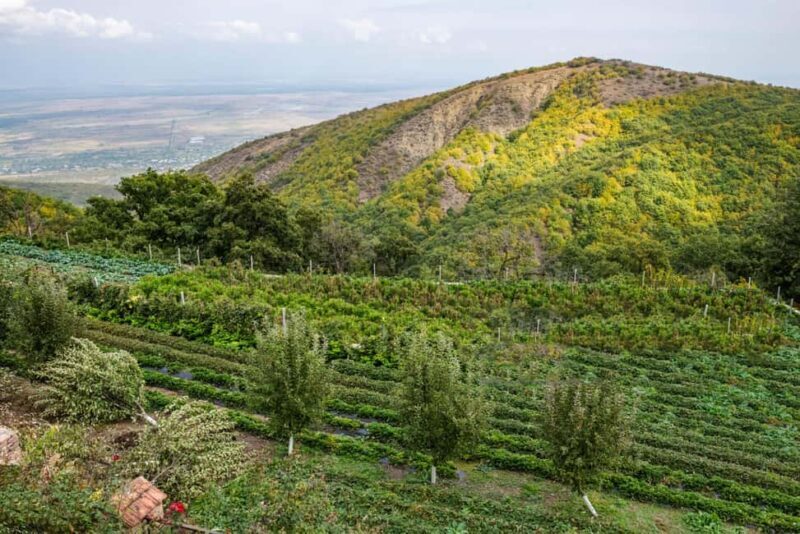 From Tbilisi: Private Bodbe & Sighnaghi Tour - The Heart of the Experience: What You Can Expect