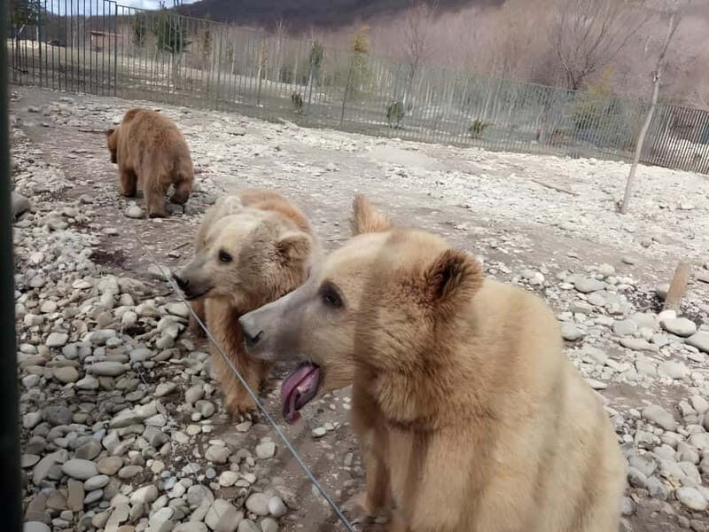 From Tbilisi: Sabaduri, Bears, Jvari & Chronicle of Georgia - Good To Know