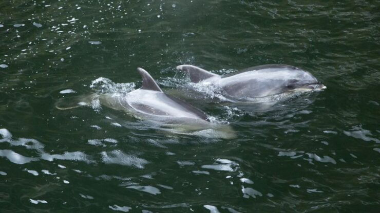 From Te Anau: Milford Sound Tour With Cruise and Lunch - Experience Highlights