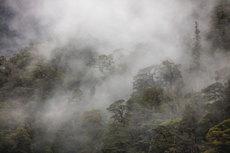 From Te Anau: Premium Doubtful Sound Coach & Cruise - Activity Details