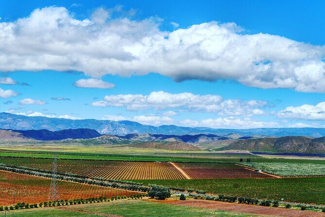 From the Border Valle de Guadalupe Private Wine Tour - Authentic Insights from Reviewers