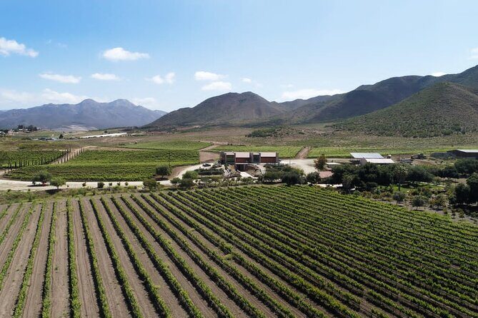 From the Border Valle de Guadalupe Private Wine Tour - The Value of This Tour