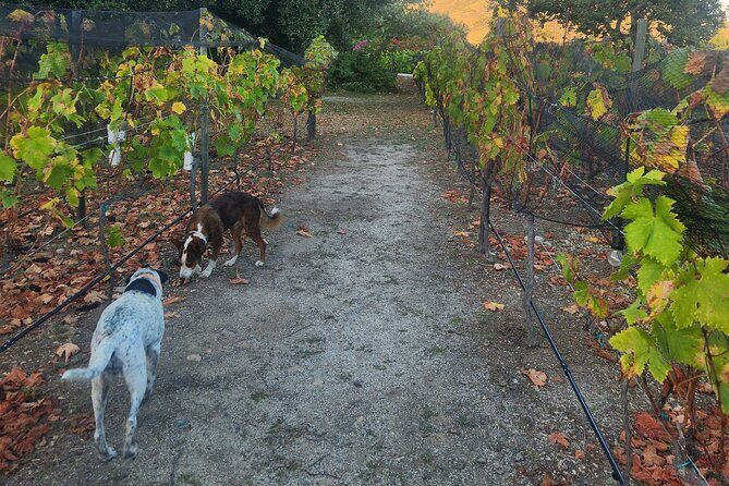 From the Border Valle de Guadalupe Private Wine Tour - Who Should Book This Tour?
