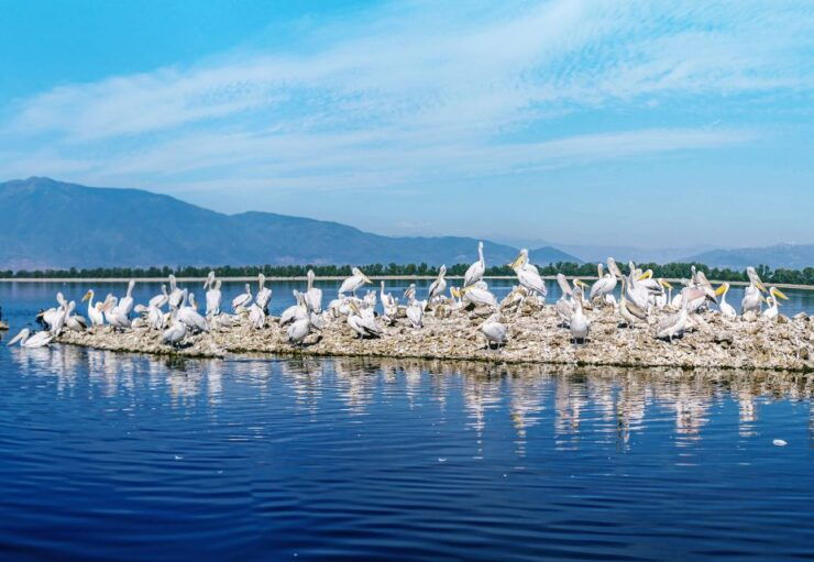 From Thessaloniki: Day Trip to Kerkini Lake - Experience Highlights