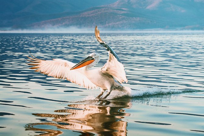 From Thessaloniki: Day Trip to Kerkini Lake - Overview of the Excursion