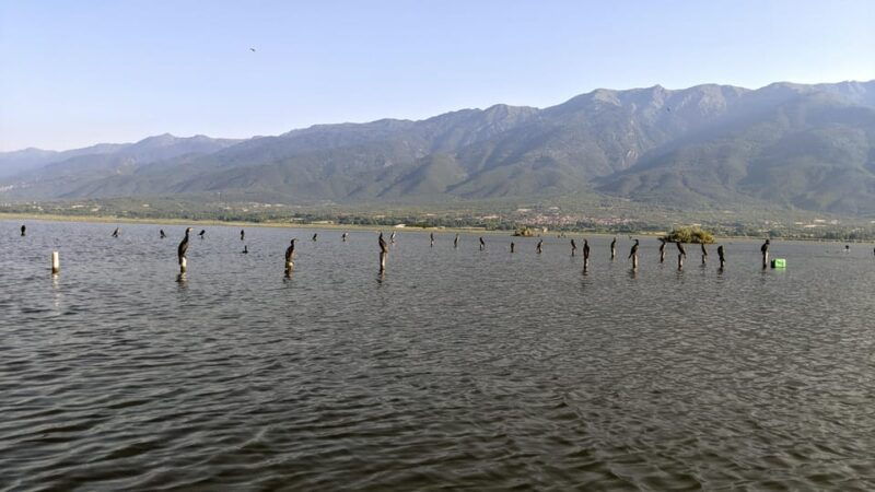 From Thessaloniki: Lake Kerkini, Boat Ride & Winery Day Tour - An In-Depth Look at the Day Tour
